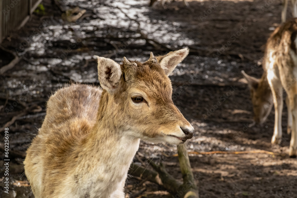 Fallow deer, Dama dama, fawn, young male with antler buttons eating in deer park, Netherlands Fallow deer, Dama dama, fawn, young male with antler buttons eating in deer park, Netherlands