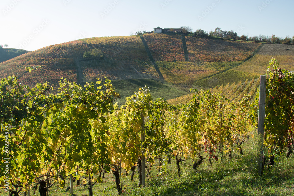 Rows of vine.
Rows of vine with yellow leaves for autumn season. Hill with farm on top. Langhe area, Piemonte, Italy.