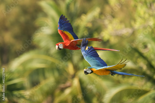Scarlet Macaw (Ara macao) macaw flying in the sky