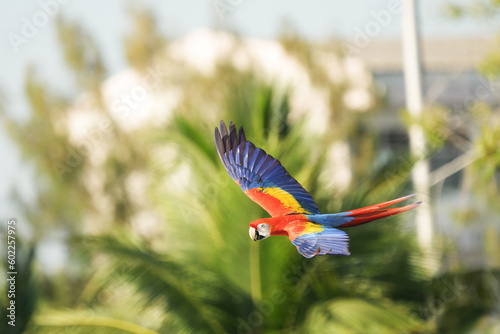 Scarlet Macaw (Ara macao) flying in the sky