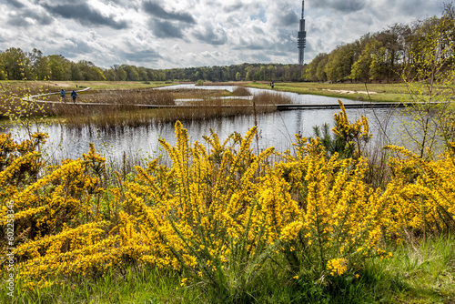 Boardwalk and gorse with yellow flowers at wetland nature reserve Zanderij Crailo, Hilversum, Netherlands photo