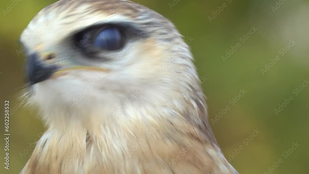 Close-up hawk head and the hawk looking around