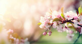 Cherry blossom branch, nature spring background, generative ai