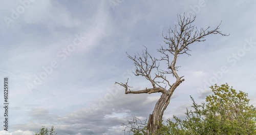 drought and revival in spring