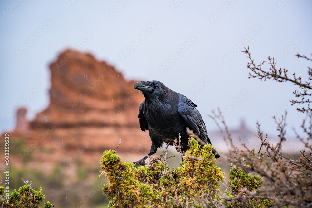 Fototapeta premium raven sitting in bush at arches nationalpark utah
