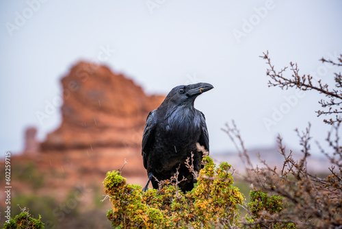 crow sitting in bush at arches nationalpark utah