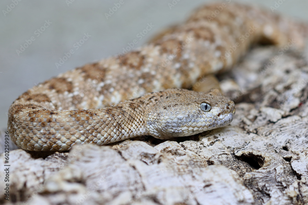Angel de la Guarda Klapperschlange / Angel de la Guarda Island speckled rattlesnake / Crotalus angelensis Angel de la Guarda Klapperschlange / Angel de la Guarda Island speckled rattlesnake / Crotalus angelensis