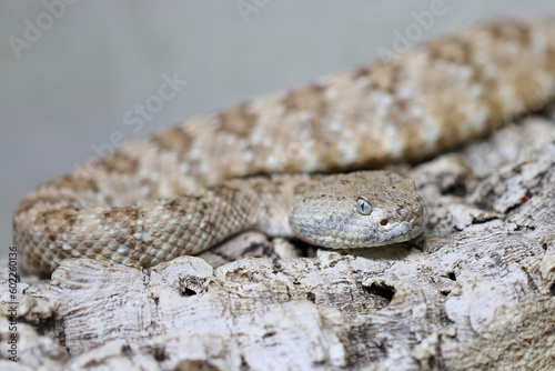 Angel de la Guarda Klapperschlange / Angel de la Guarda Island speckled rattlesnake / Crotalus angelensis