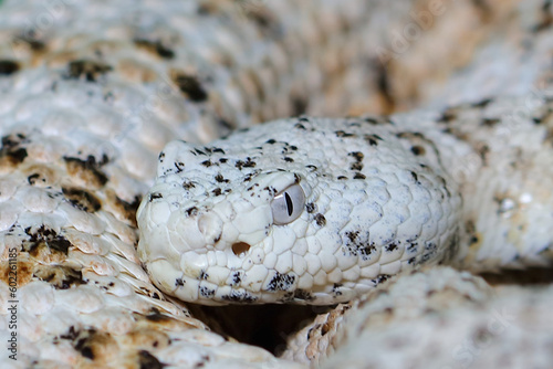 Gefleckte Klapperschlange / Speckled rattlesnake or Mitchell's rattlesnake  / Crotalus mitchellii pyrrhus photo