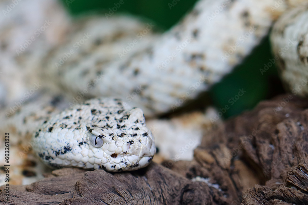 Gefleckte Klapperschlange / Speckled rattlesnake or Mitchell's rattlesnake  / Crotalus mitchellii pyrrhus