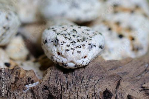 Gefleckte Klapperschlange / Speckled rattlesnake or Mitchell's rattlesnake / Crotalus mitchellii pyrrhus