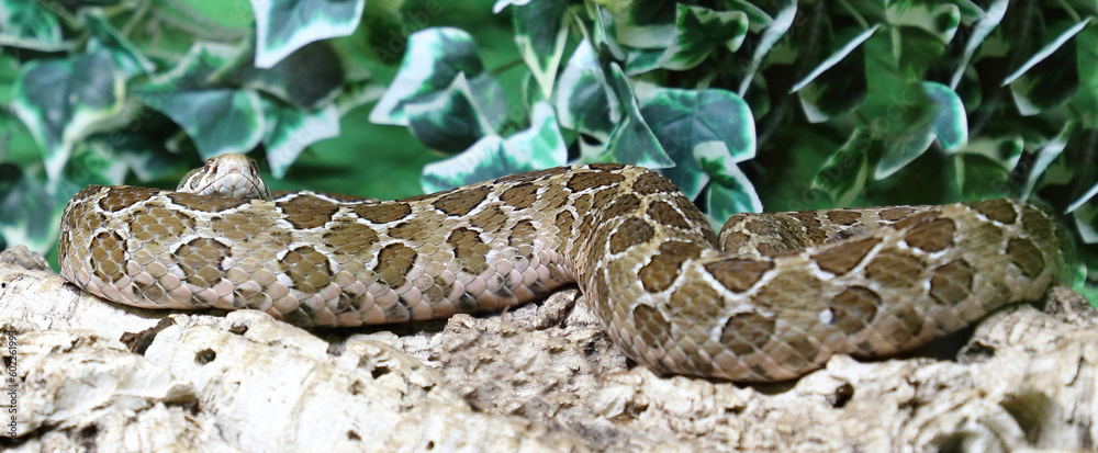 Obraz premium Mexikanische Lanzenkopf-Klapperschlange / Mexican lance-headed rattlesnake / Crotalus polystictus