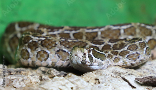 Mexikanische Lanzenkopf-Klapperschlange / Mexican lance-headed rattlesnake  / Crotalus polystictus