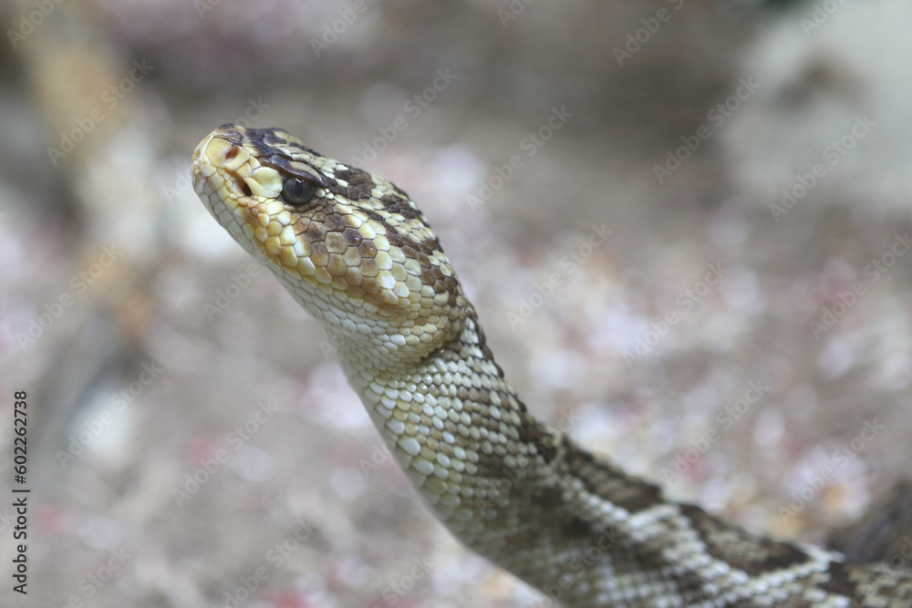 Obraz premium Oaxaca Schwarzschwanz-Klapperschlange / Oaxacan black-tailed rattlesnake / Crotalus molossus oaxacus