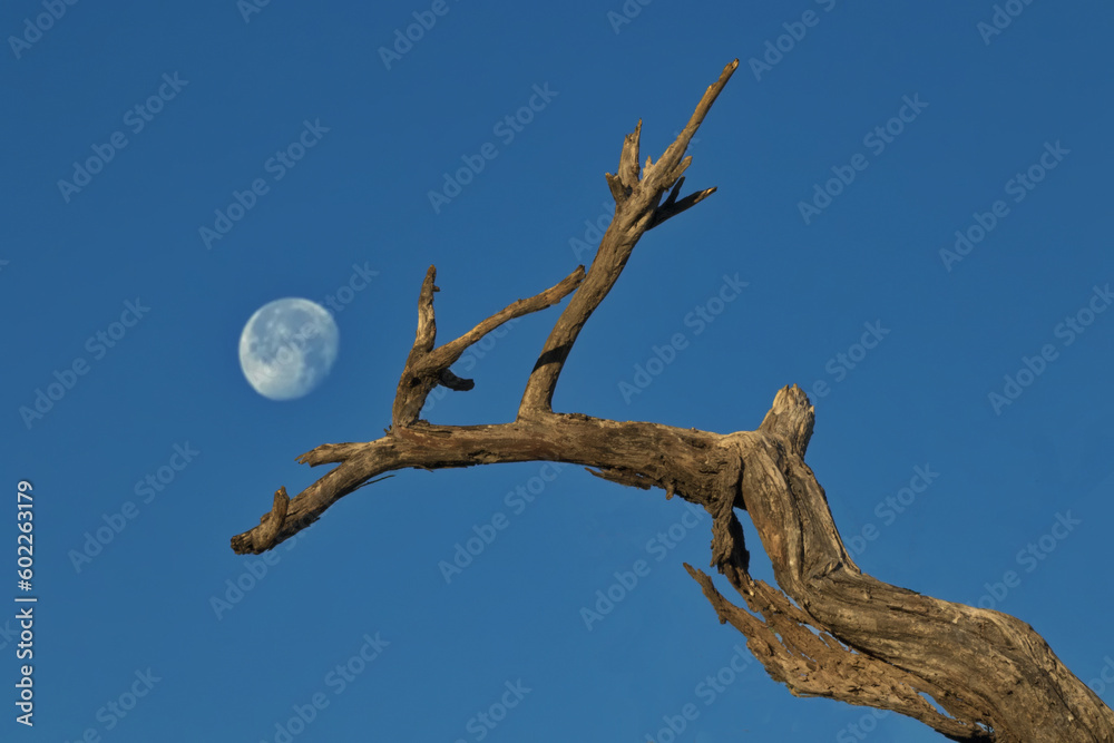 Bare branches reach toward blue sky and moon in natural conceptual background image with copy space Bare branches reach toward blue sky and moon in natural conceptual background image with copy space