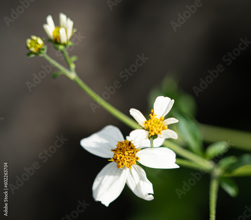 white daisy flower