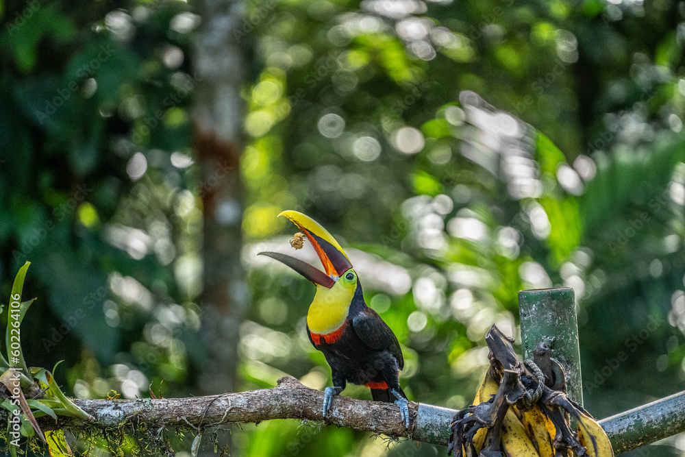 Naklejka premium Costa Rica