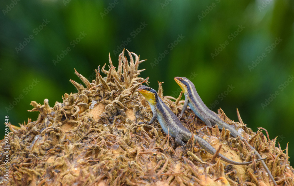 Fototapeta premium Montane speckled skinks aka speckled rock skinks, (Latin: Trachylepis punctatissima) lizards on a cycad crown in Zimbabwe.
