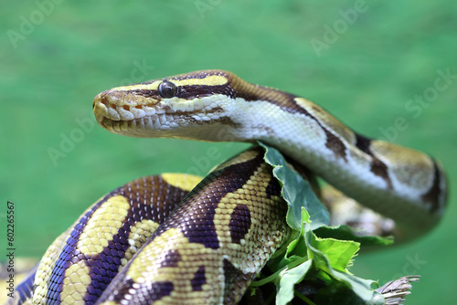 Königspython / Ball python or Royal python / Python regius