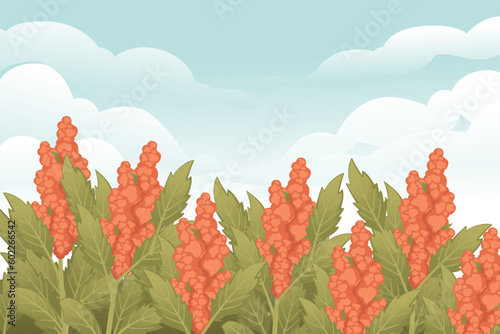 Rural landscape with quinoa flowering plant field cereal crops vector illustration