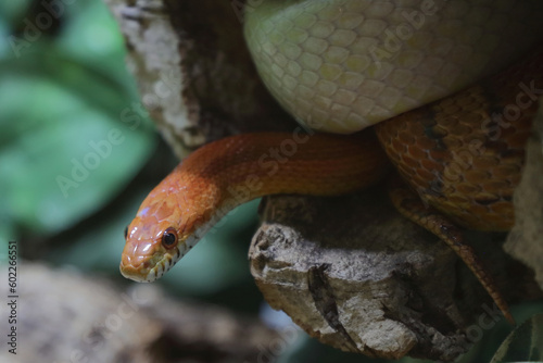 Kornnatter / Corn snake / Pantherophis guttatus © Ludwig