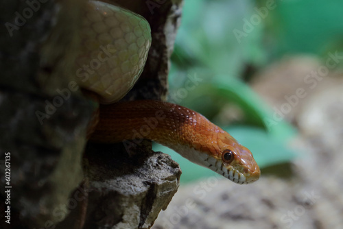 Kornnatter / Corn snake / Pantherophis guttatus © Ludwig