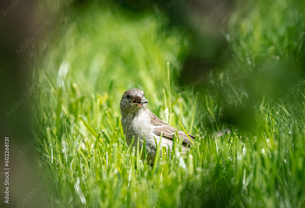 Naklejka premium Spatz mit Rahmen