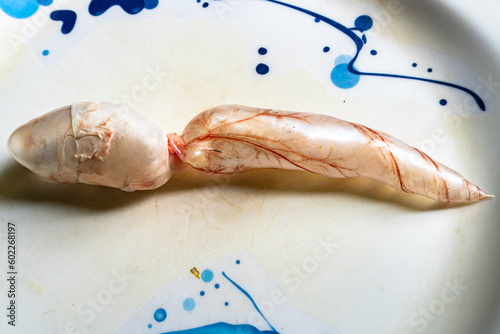 Zoology Practical, The Swim Bladder of the Carp. Air bladder of a grass carp isolated on a blue background with copy space. Taxonomy of Fish.