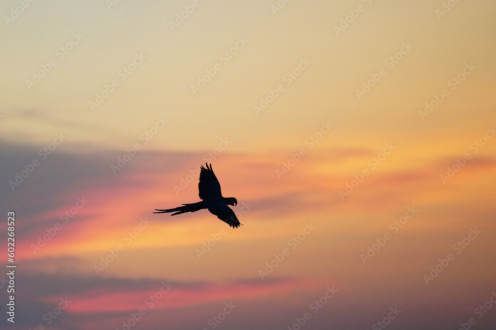  macaw parrot bird flying silhouette sunset in the sky