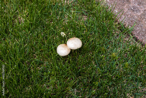 fairy ring mushrooms or toadstools growing in the yard