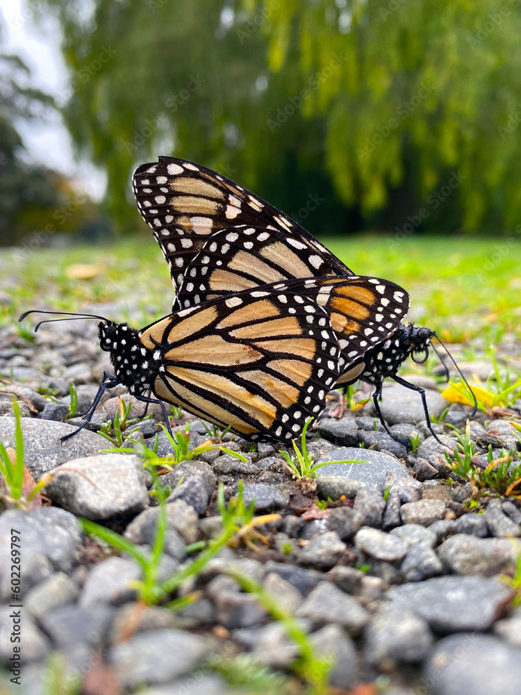 Obraz premium Close-up of two monarch butterflies in the act of reproduction, mating on a stoney ground in New Zealand