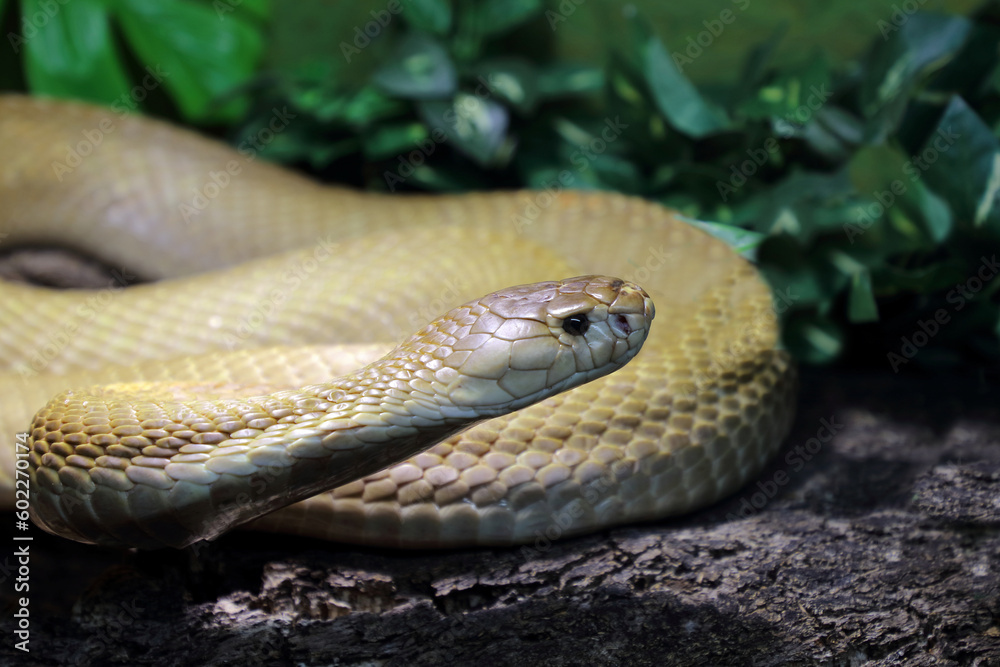 Monokelkobra / Monocled cobra / Naja kaouthia Monokelkobra / Monocled cobra / Naja kaouthia