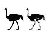 african animals Ostrich. Black ostrich. Vector illustration isolated on white background