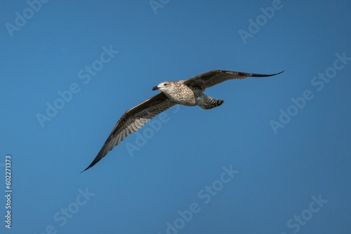 M  oda mewa srebrzysta w locie  European herring gull  Larus argentatus 