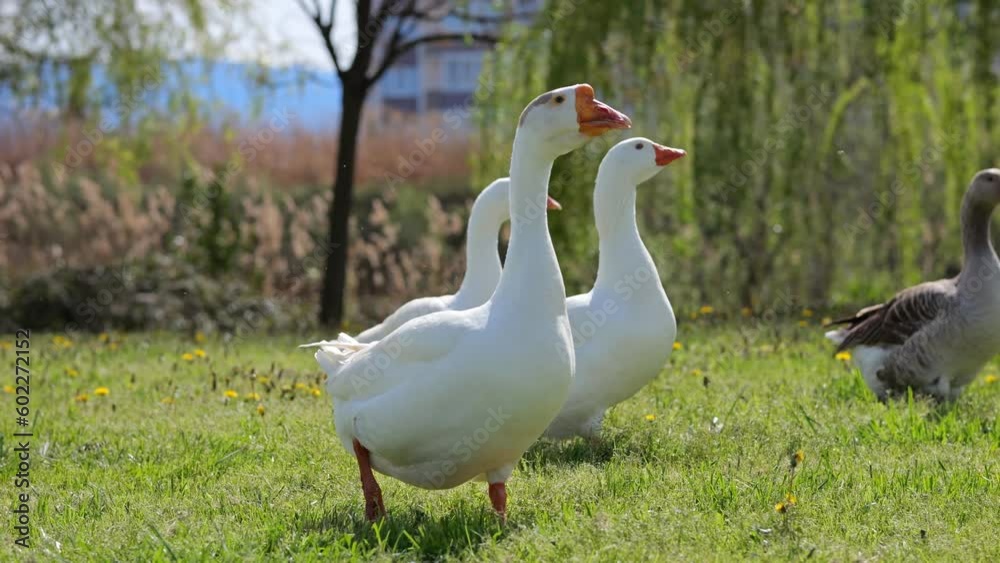 White geese walk on grass lit by bright sunlight in countryside. Avian follows house owner and wants to eat food waste in village house yard White geese walk on grass lit by bright sunlight in countryside. Avian follows house owner and wants to eat food waste in village house yard