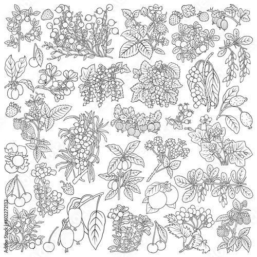 Fototapeta Naklejka Na Ścianę i Meble -  Berries, fruits hand drawn vector doodles illustration.