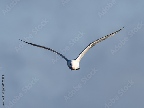 Seagull in the marsh of the albufera of Valencia, Spain