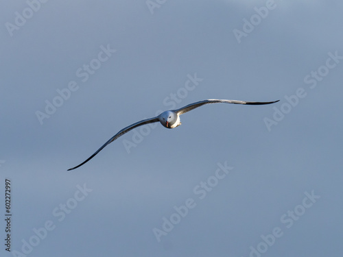 Seagull in the marsh of the albufera of Valencia, Spain