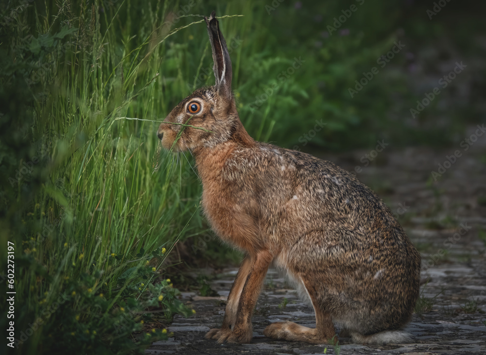 Obraz premium Feldhase im Gras