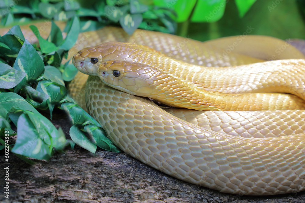 Fototapeta premium Monokelkobra / Monocled cobra / Naja kaouthia