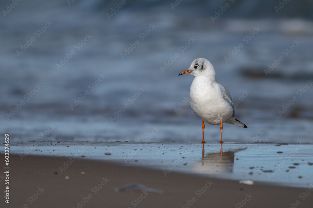 Mewa śmieszka odpoczywająca na plaży (Black-headed gull, Chroicocephalus ridibundus) Mewa śmieszka odpoczywająca na plaży (Black-headed gull, Chroicocephalus ridibundus)