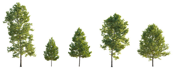 Sycamore platanus trees isolated png on a transparent background premium cutout