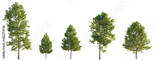 Set of 5 big, medium and small trees sycamore platanus trees isolated png on a transparent background perfectly cutout