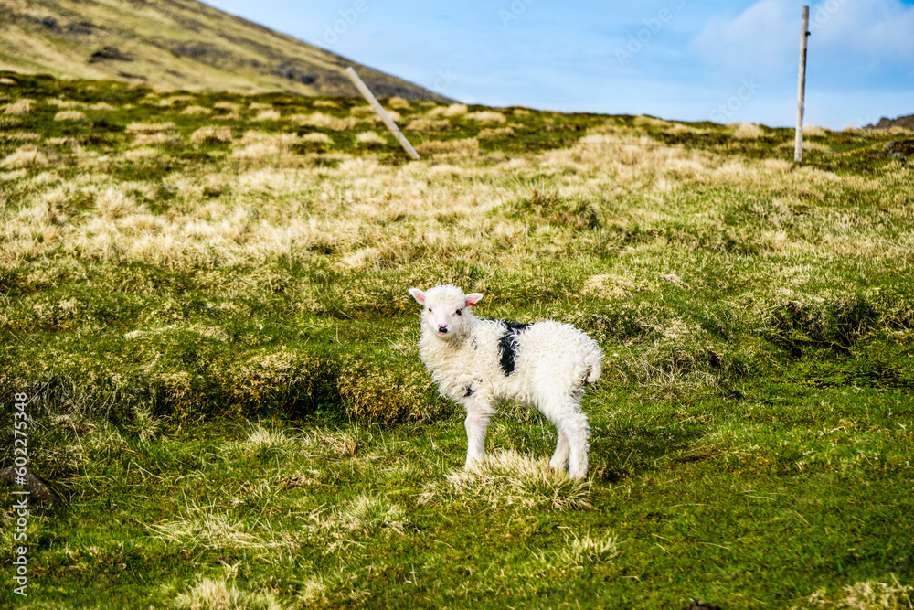 Fototapeta premium Faroe Islands