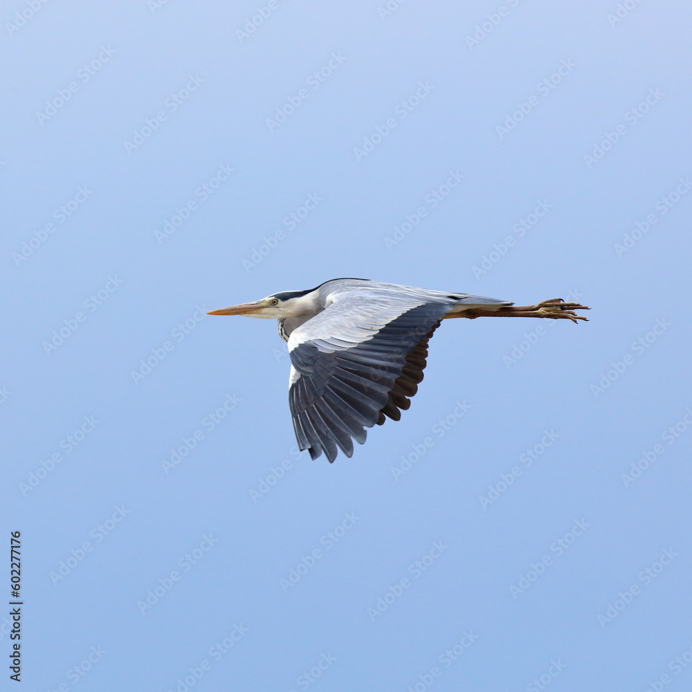 Obraz premium airone