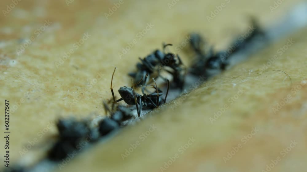 Ants dying on floor in home after using chemical pest control repellent. Pest control at home. The insects are low in the joint of the floor tiles.
HQ 4K resolution, Apple ProRes, 59,95fps macro foota Ants dying on floor in home after using chemical pest control repellent. Pest control at home. The insects are low in the joint of the floor tiles.
HQ 4K resolution, Apple ProRes, 59,95fps macro foota