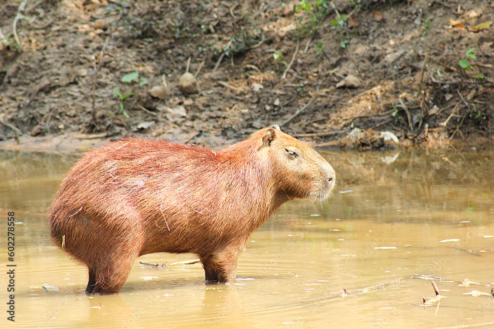 Capybara (Hydrochoerus hydrochaeris) in the river. Capybara (Hydrochoerus hydrochaeris) in the river.