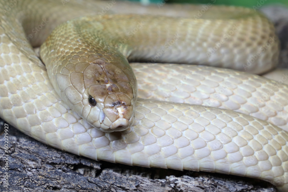 Obraz premium Monokelkobra / Monocled cobra / Naja kaouthia