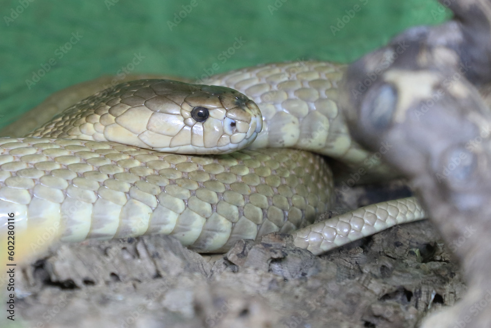 Monokelkobra / Monocled cobra / Naja kaouthia Monokelkobra / Monocled cobra / Naja kaouthia