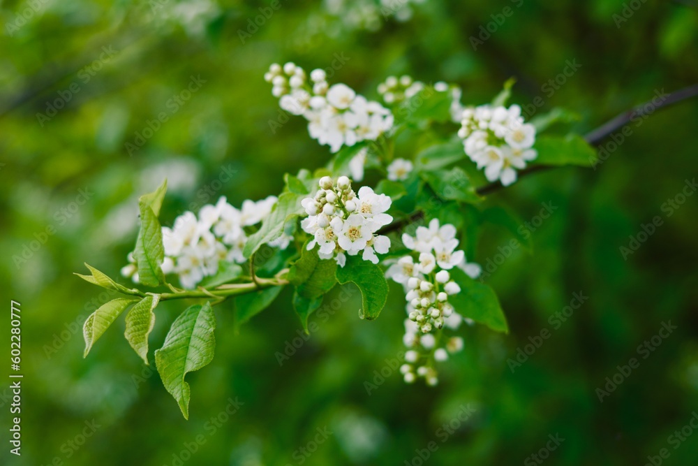 blossoming tree blossoming tree